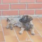 Tobi tumbado mirando a los pájaros en el patio.